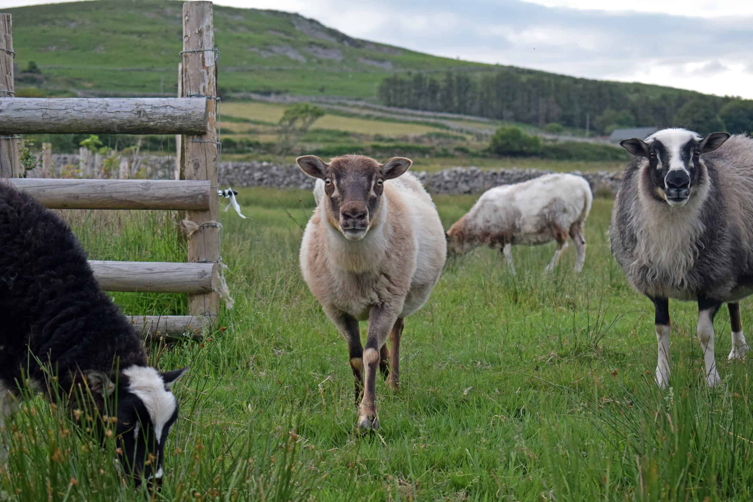 patchwork sheep