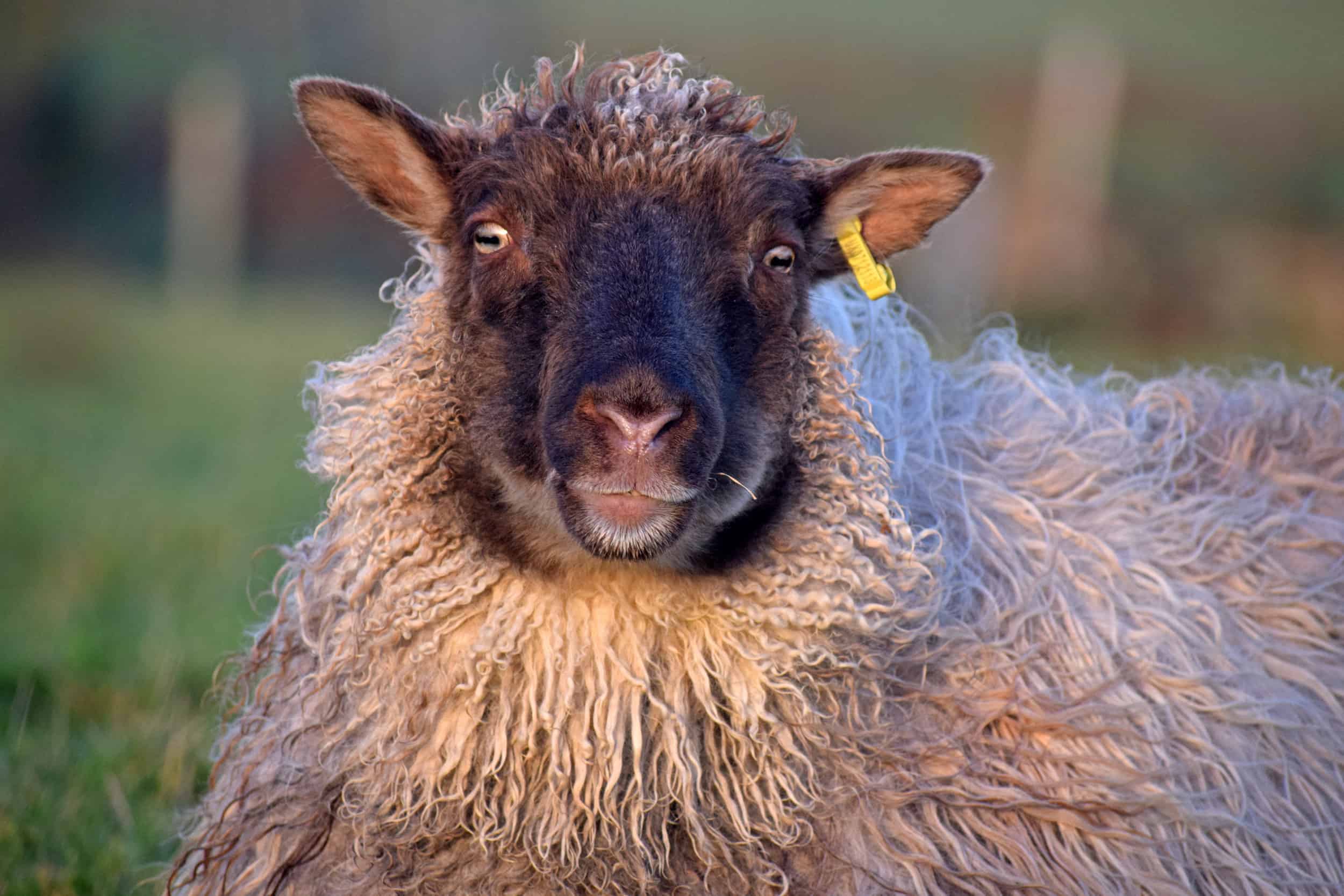 ICELANDIC SHEEP Patchwork Sheep ICELANDIC SHEEP Patchwork Sheep