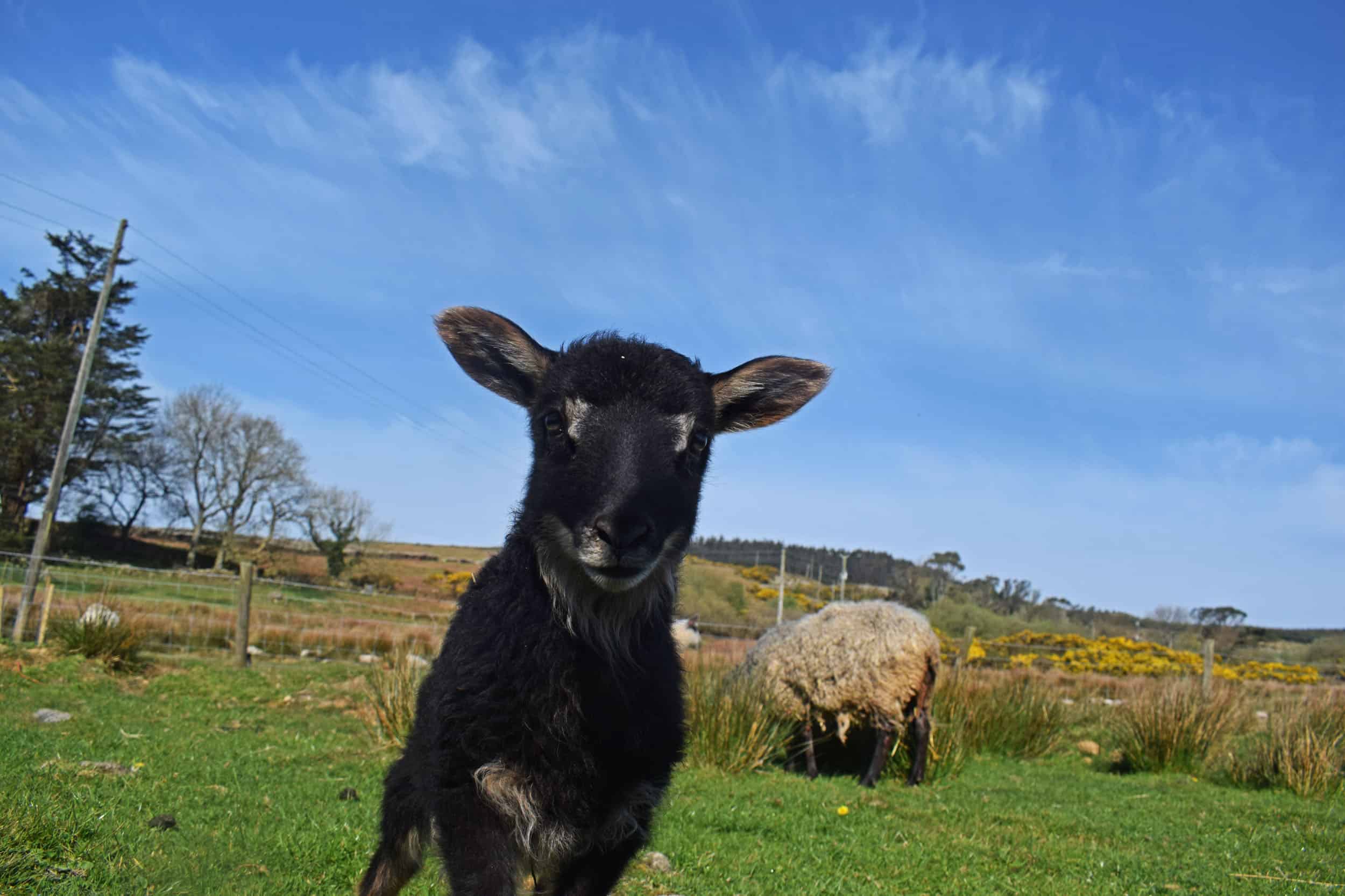 Astrid gotland cross icelandic grey mouflon patchwork sheep wool felted fleece rug ethical kind lamb