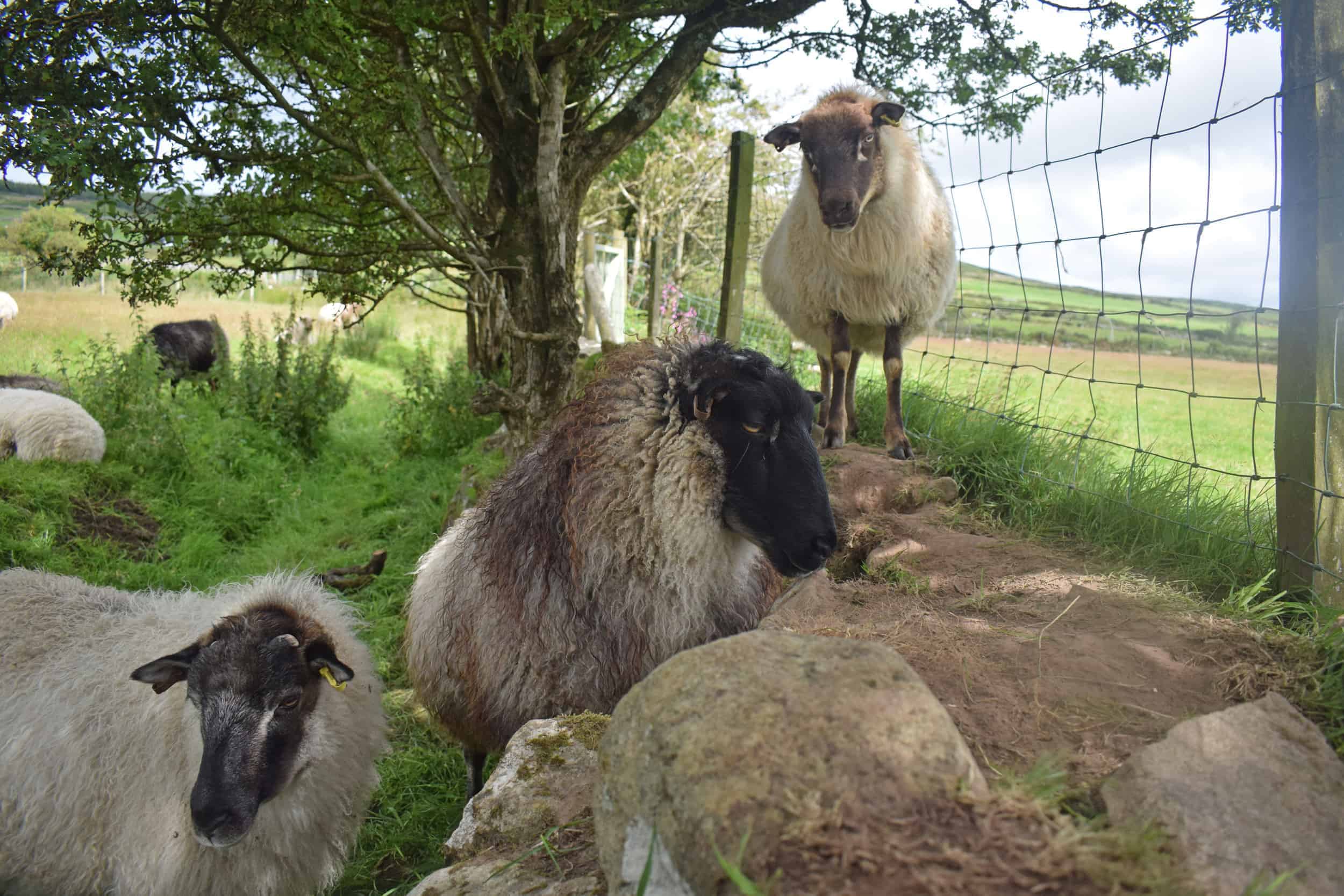 Ivar gotland cross icelandic grey mouflon patchwork sheep wool felted fleece rug ethical kind 5