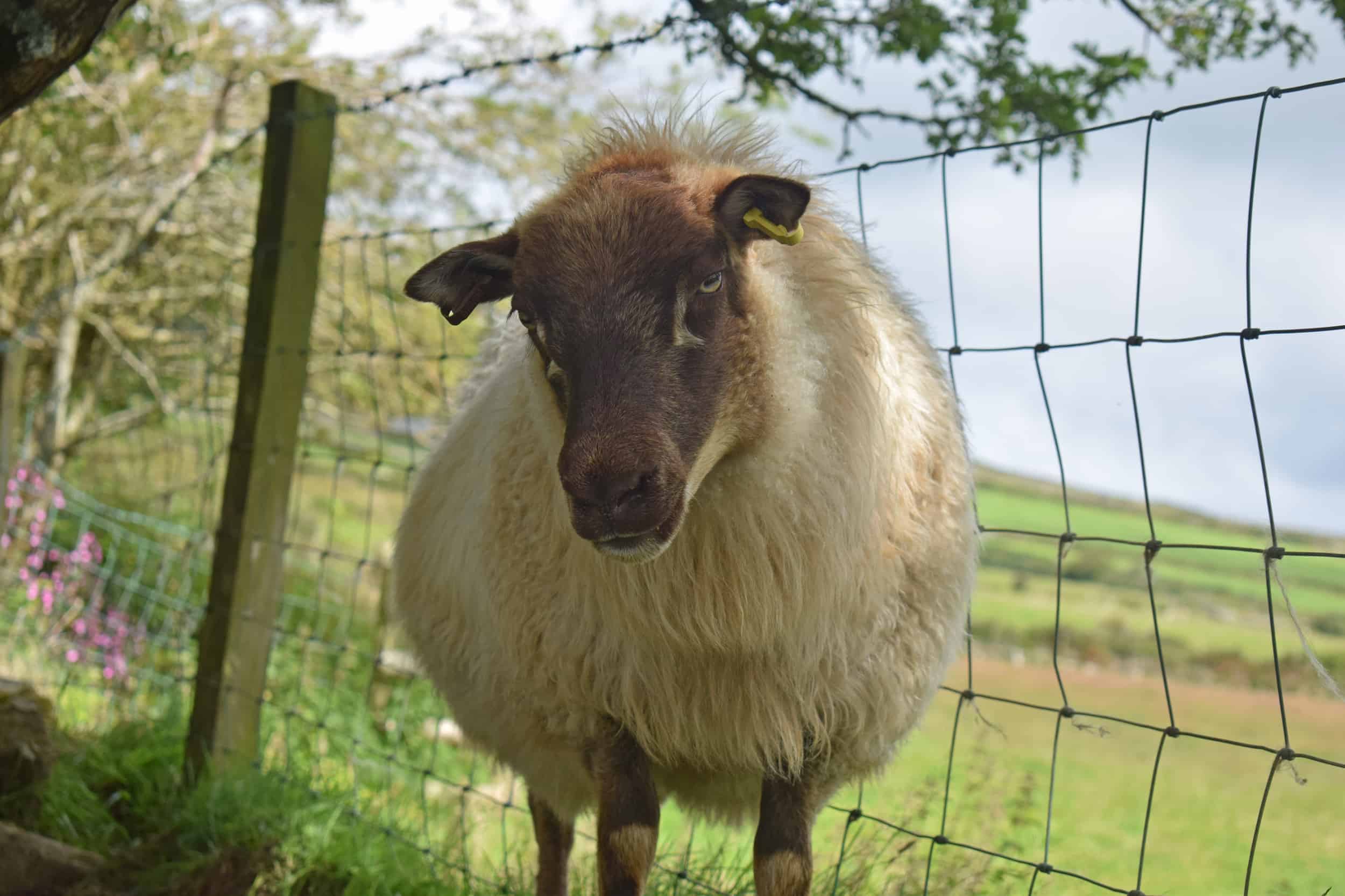 Maris moorit mouflon icelandic sheep north wales patchwork sheep vegetarian sheepskin felted fleece rug Gwynedd 3