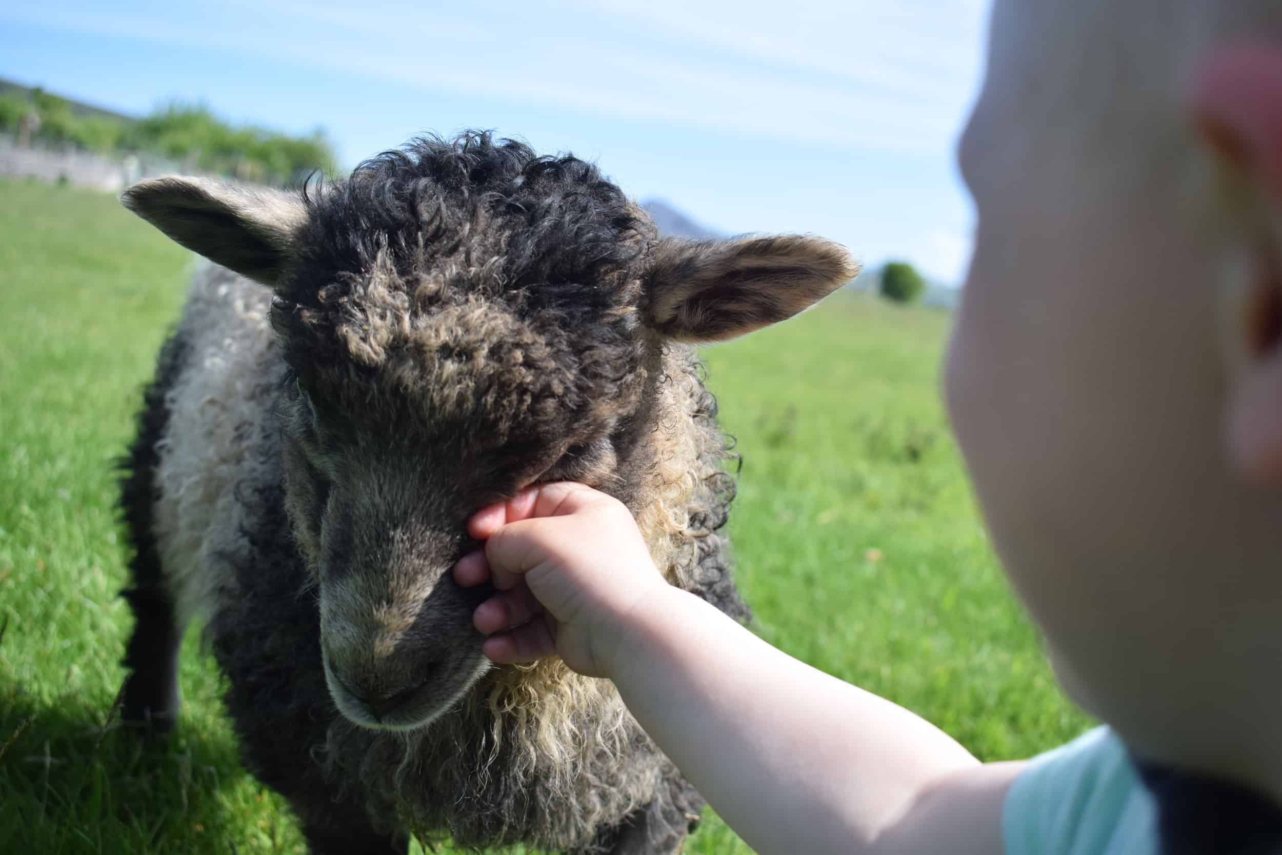 greyface dartmoor lamb