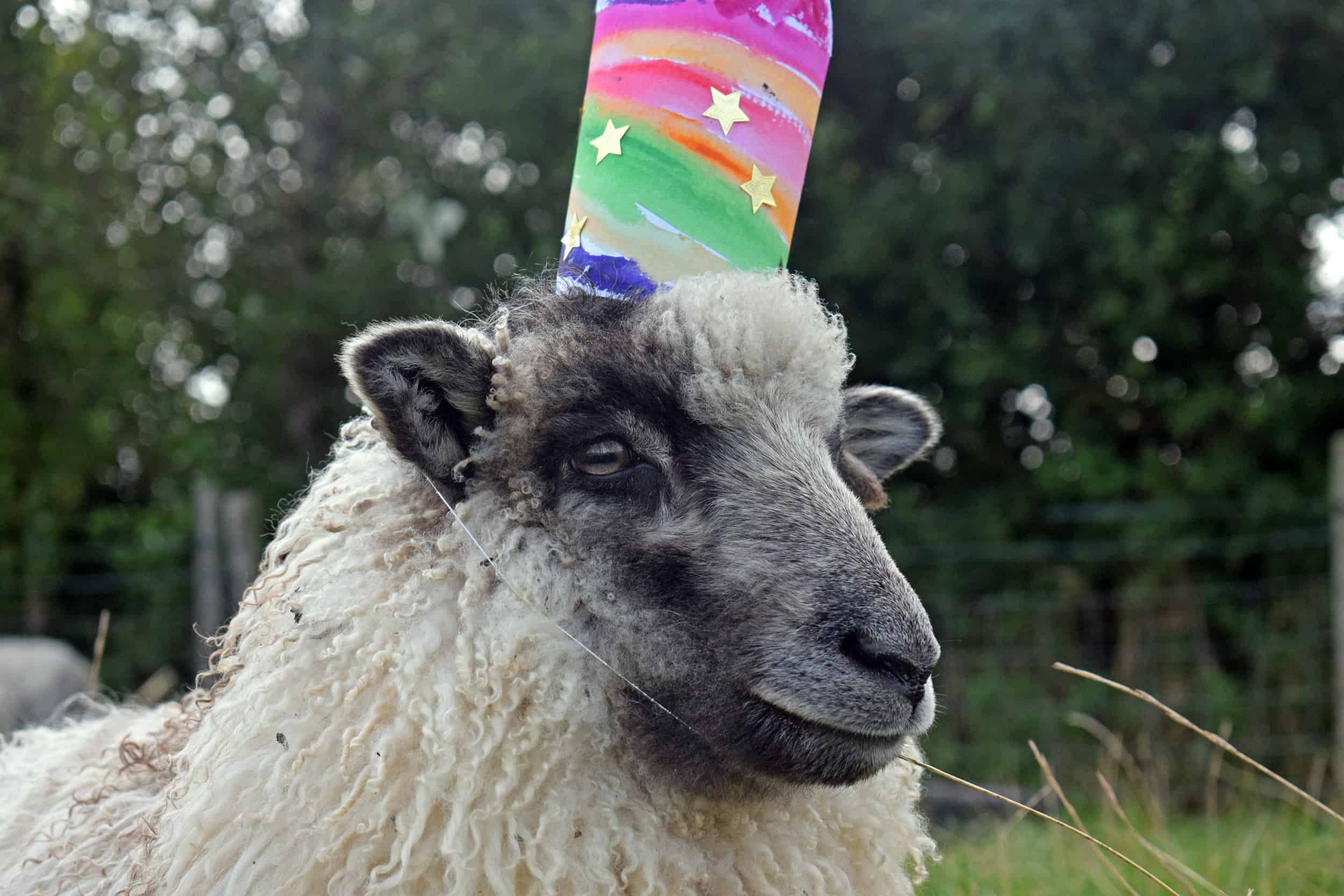sheep birthday