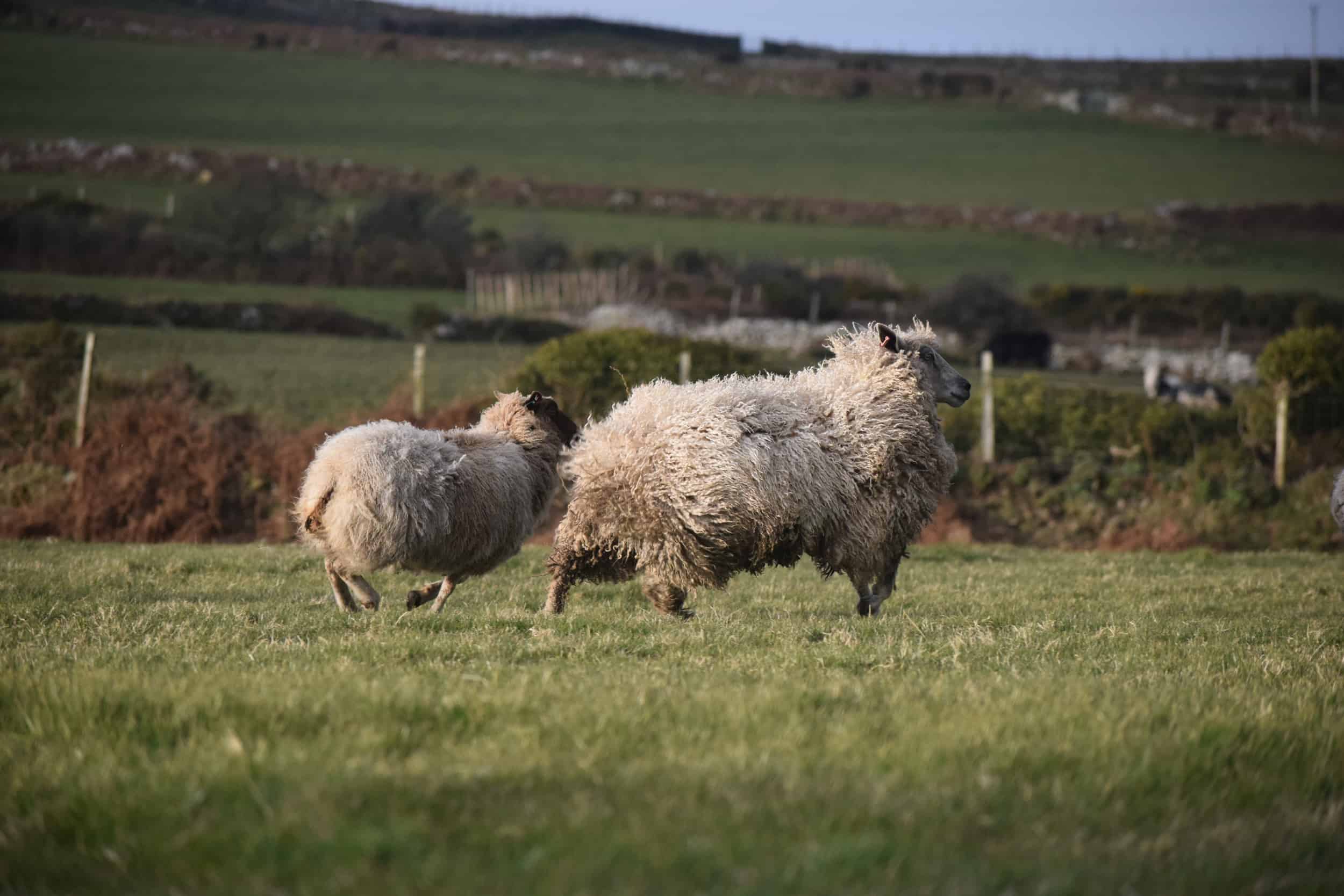 hermione texel x wensleydale patchwork sheep wool 3