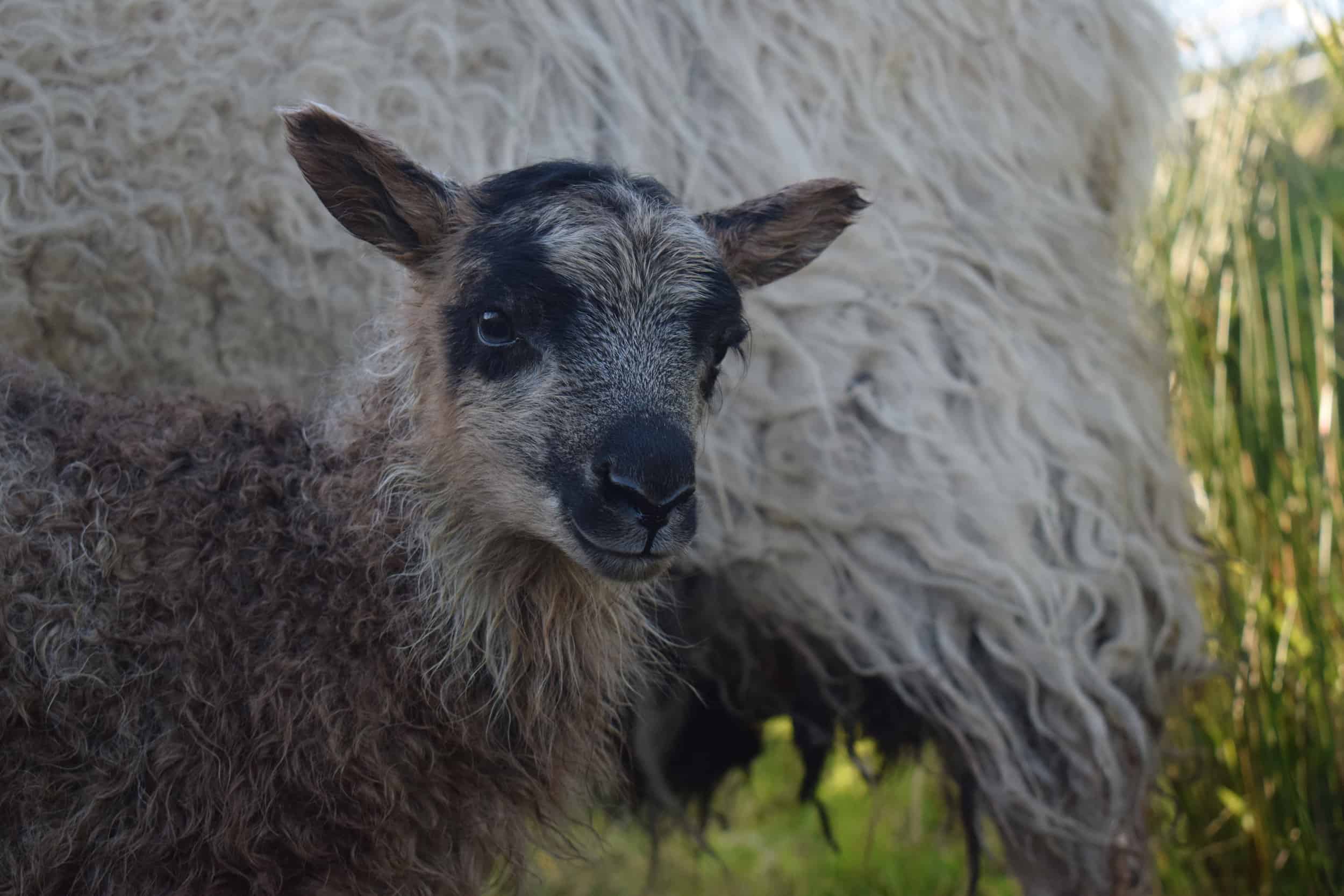 maple cute lamb