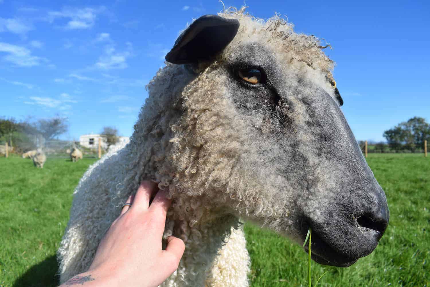 dobby wensleydale sheep 8