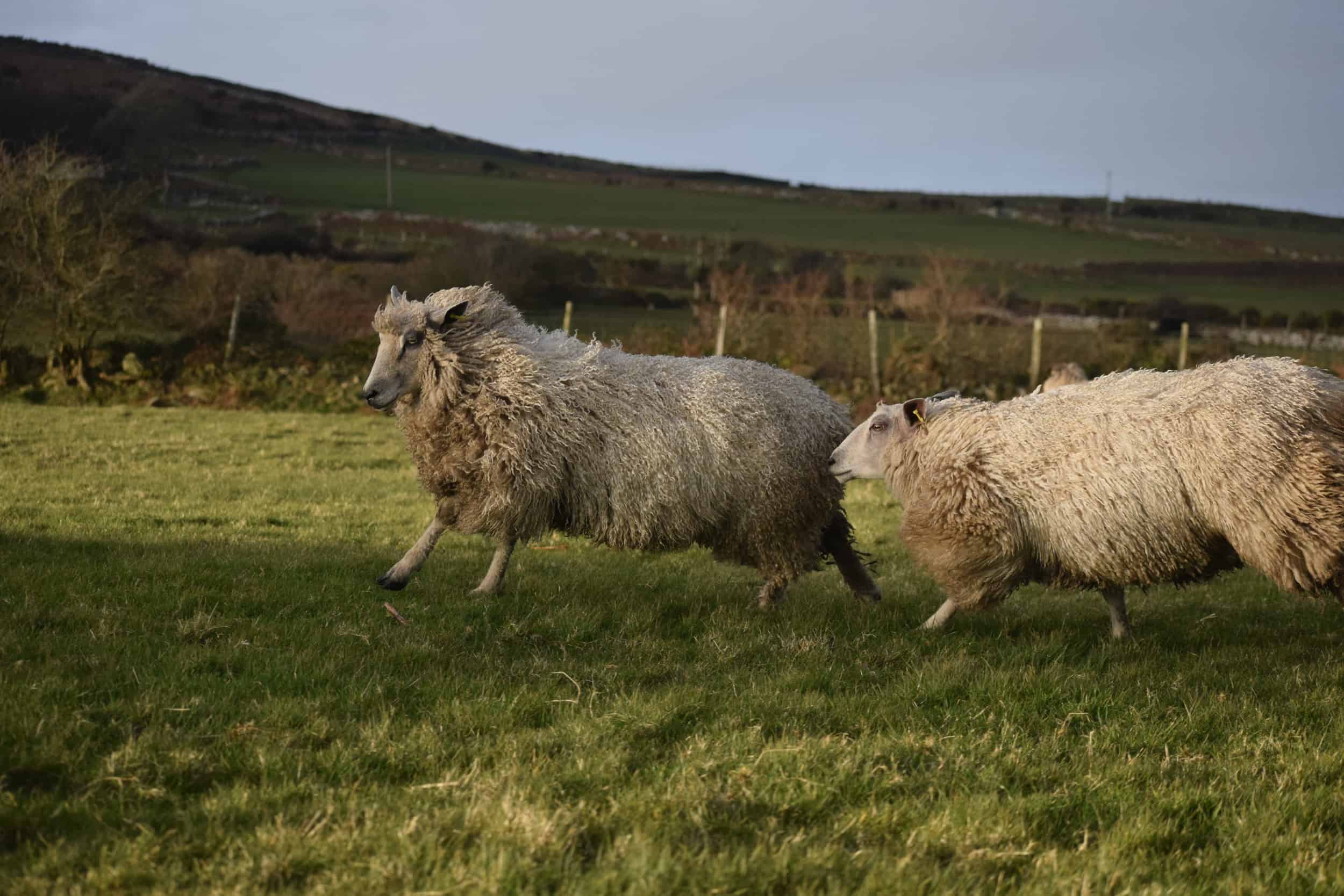 luna texel x wensleydale patchwork sheep wool 6