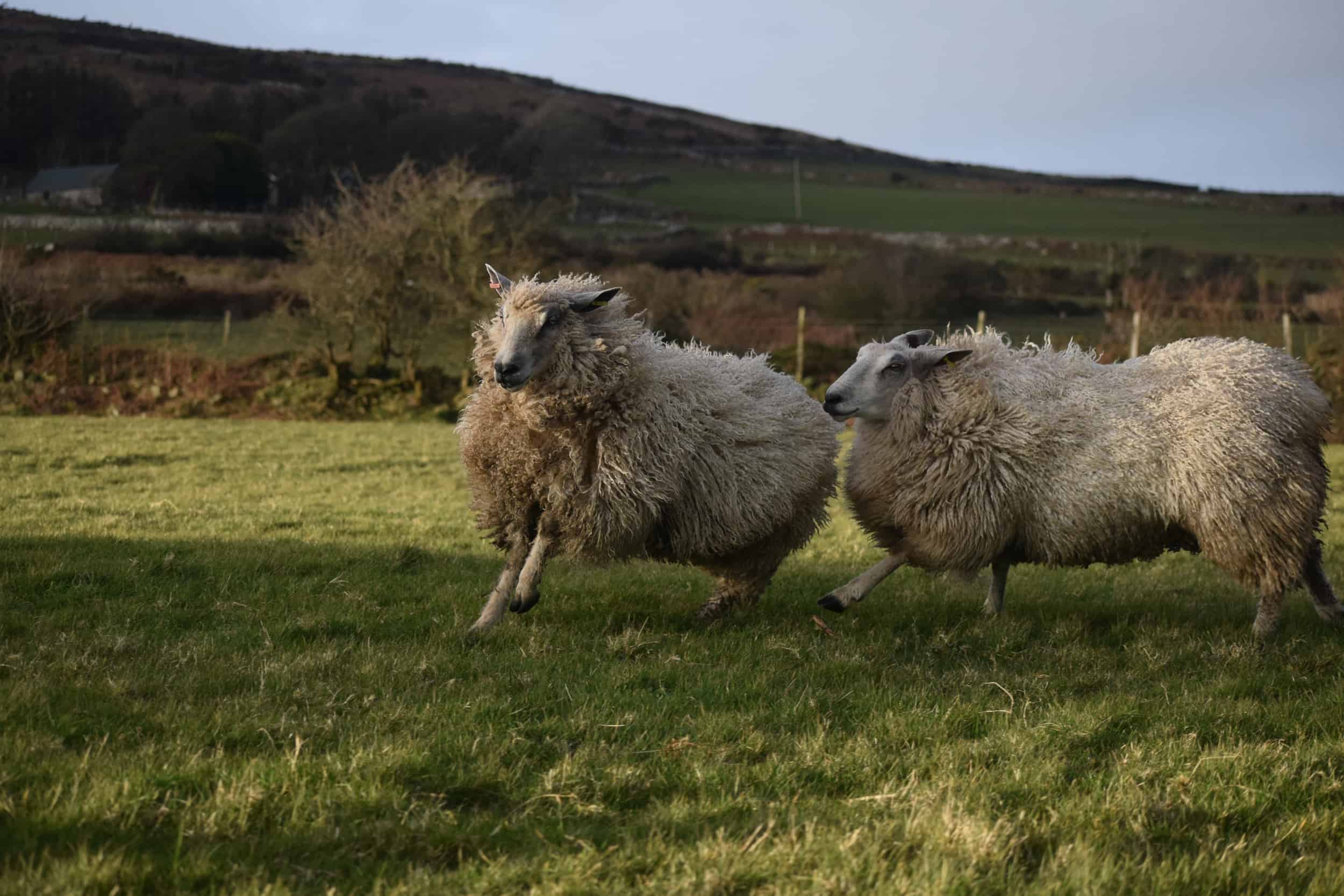 sheep playing