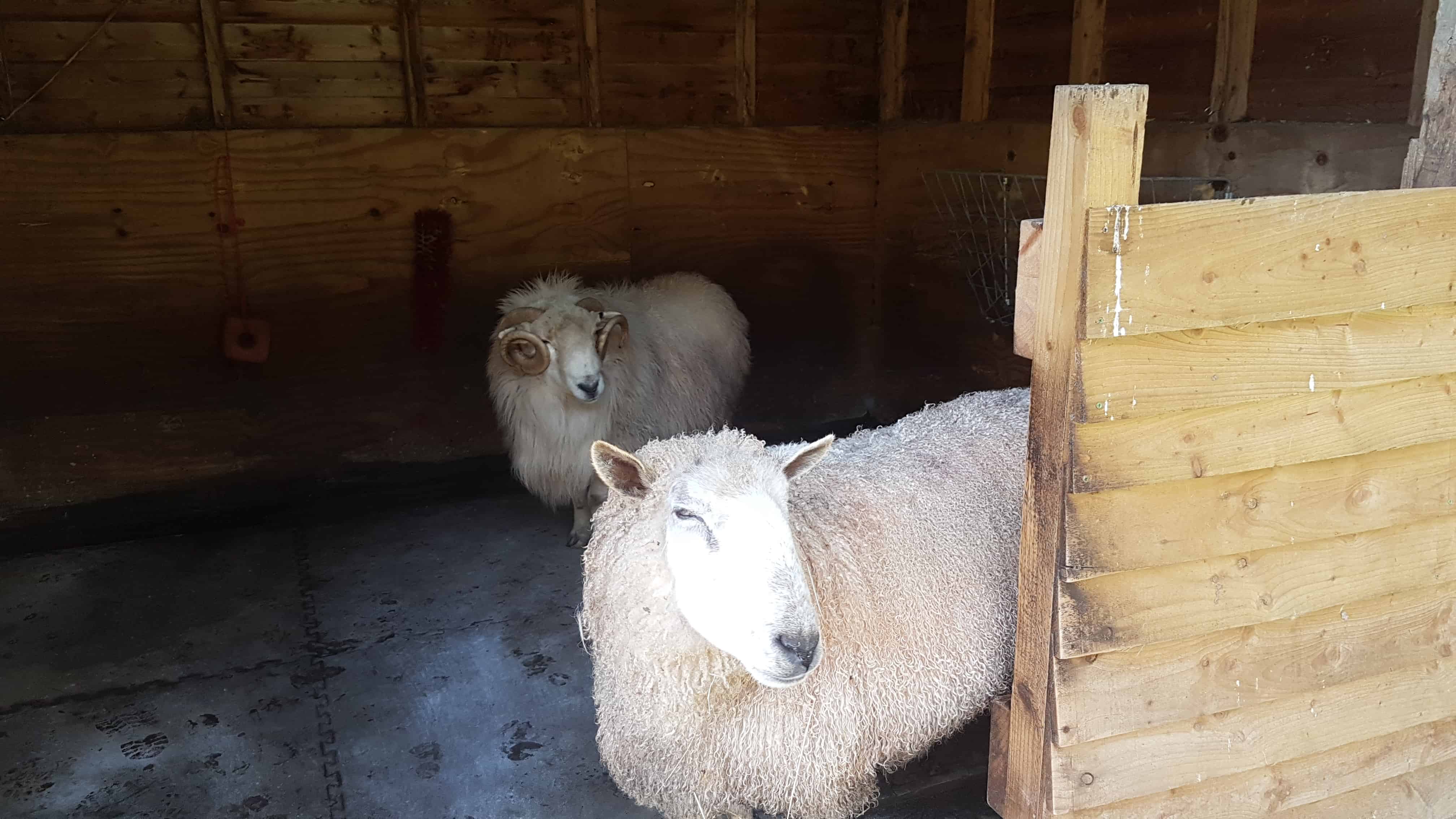 sheep need a home