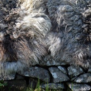 viking sheepskin rugs