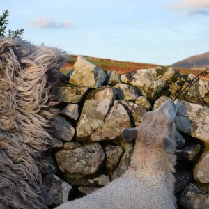 wild felted fleece