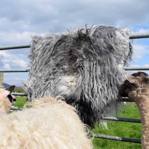 grey icelandic sheepskin rug