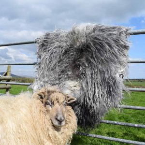 grey icelandic sheepskin rug