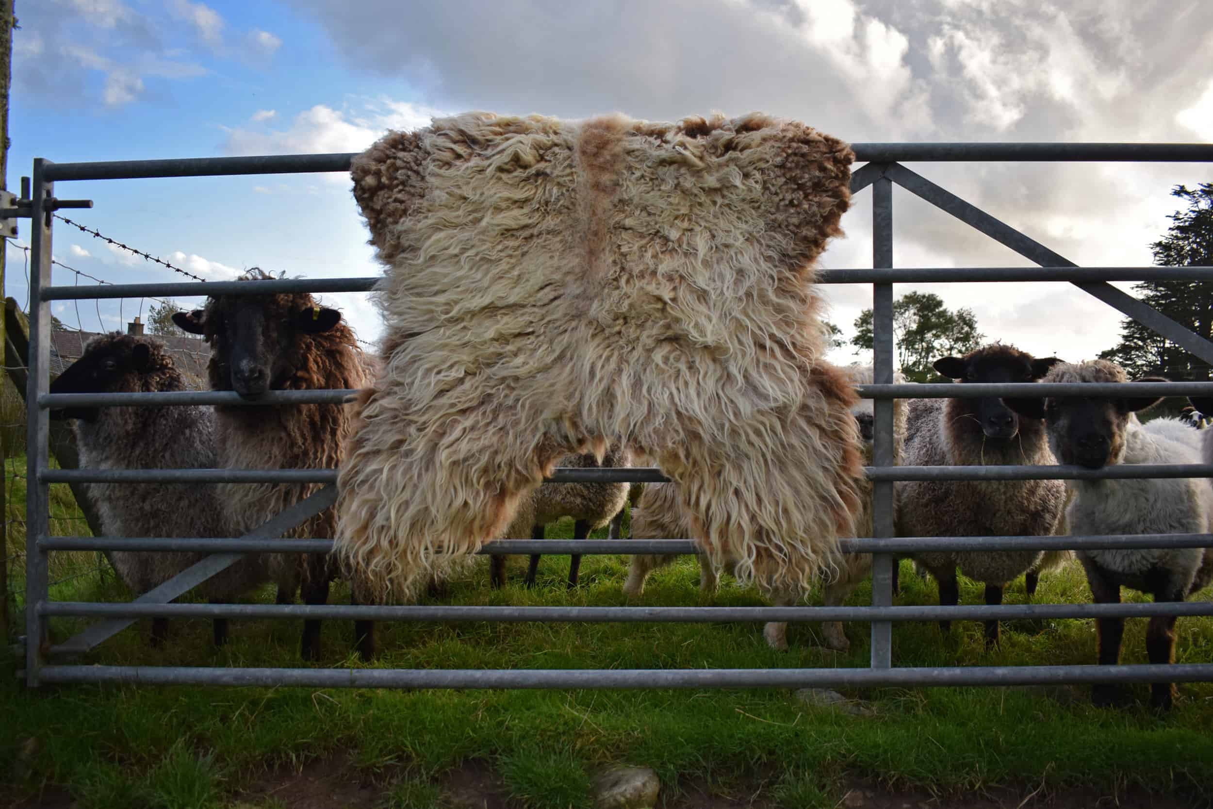 humphrey felted fleece