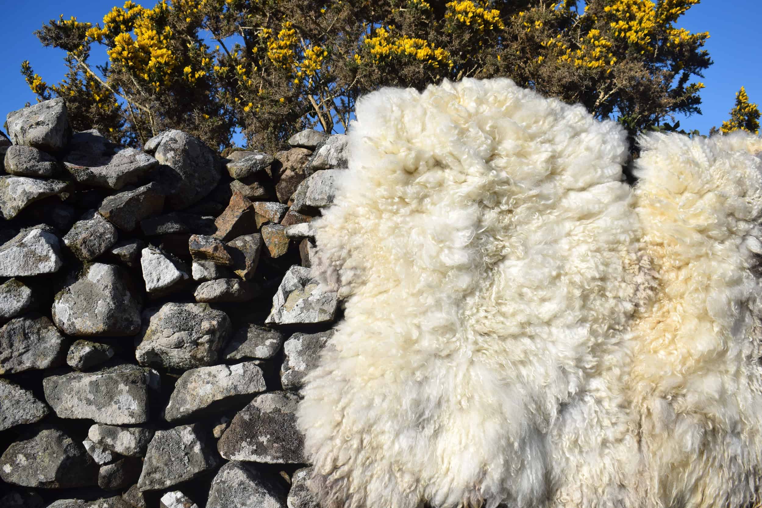 curly cream felted fleece rug vegetarian sheepskin clover natural ethical bespoke handcrafted sheep art 5 curly cream felted fleece