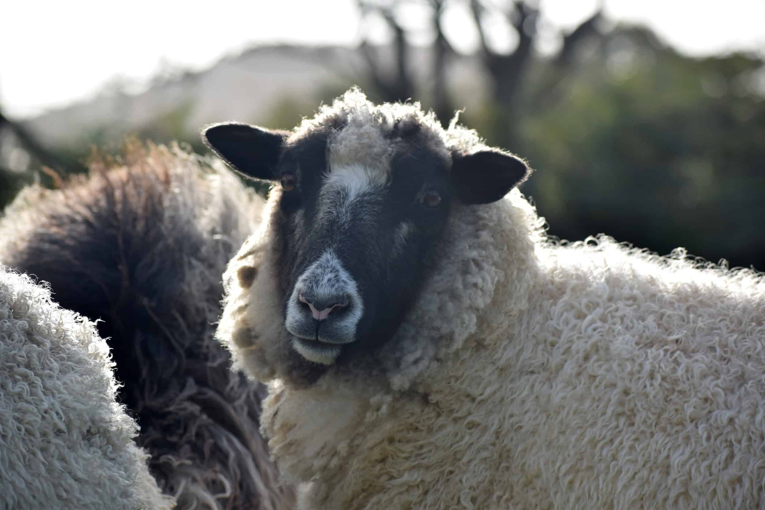 clover gotland cross shetland leicester longwool sheep clover