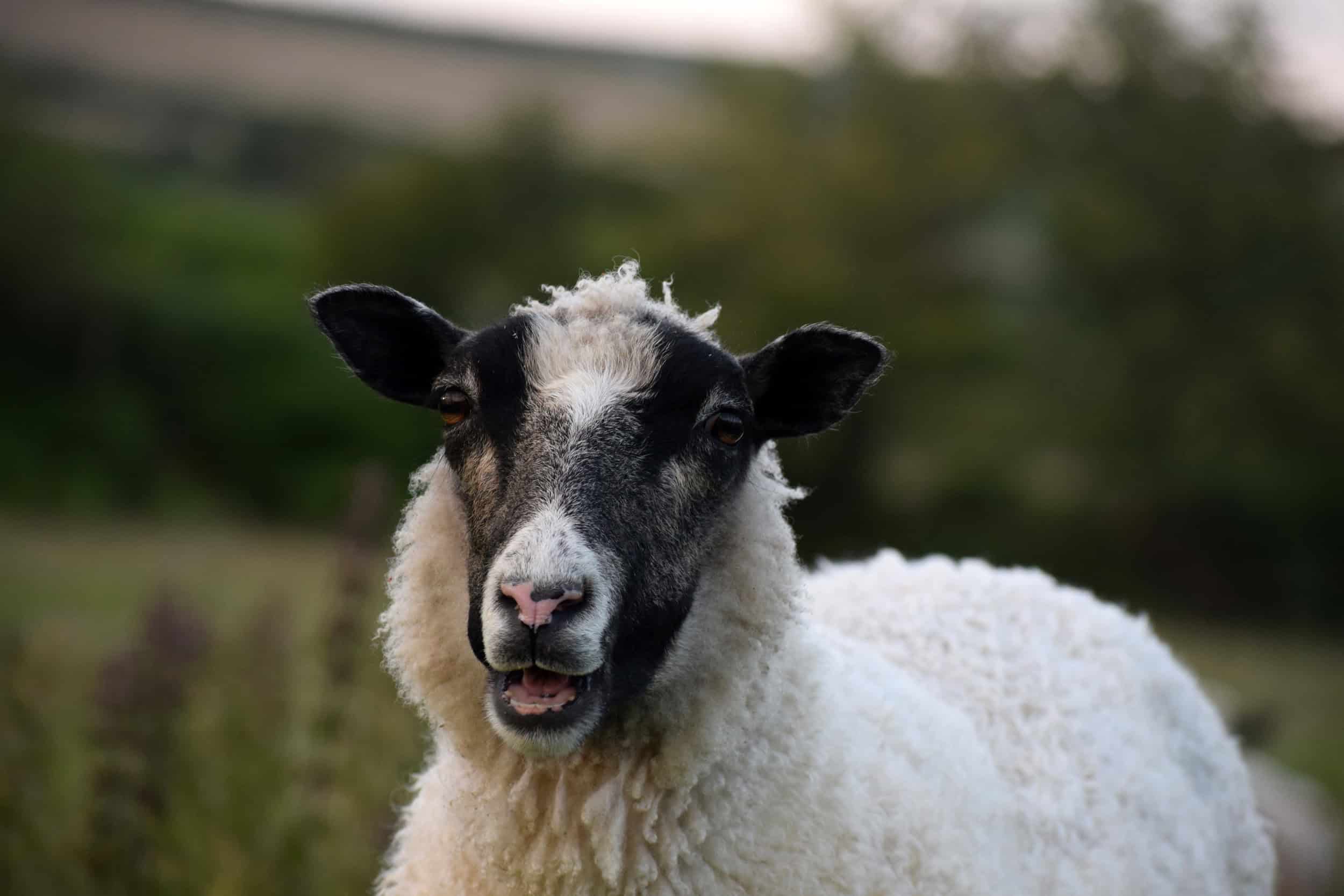 clover gotland cross shetland leicester longwool sheep 1 clover