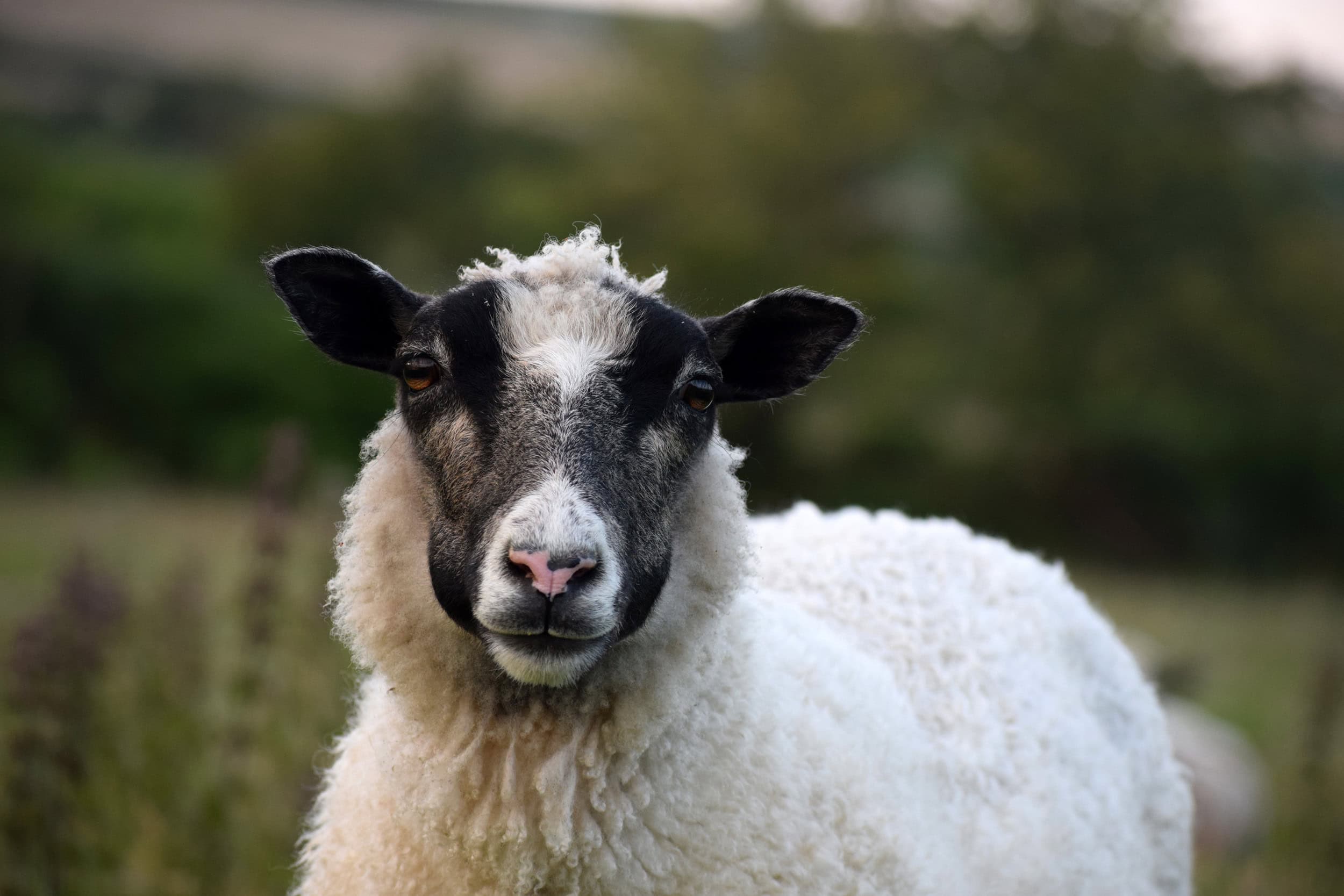 clover gotland cross shetland leicester longwool sheep clover gotland cross shetland